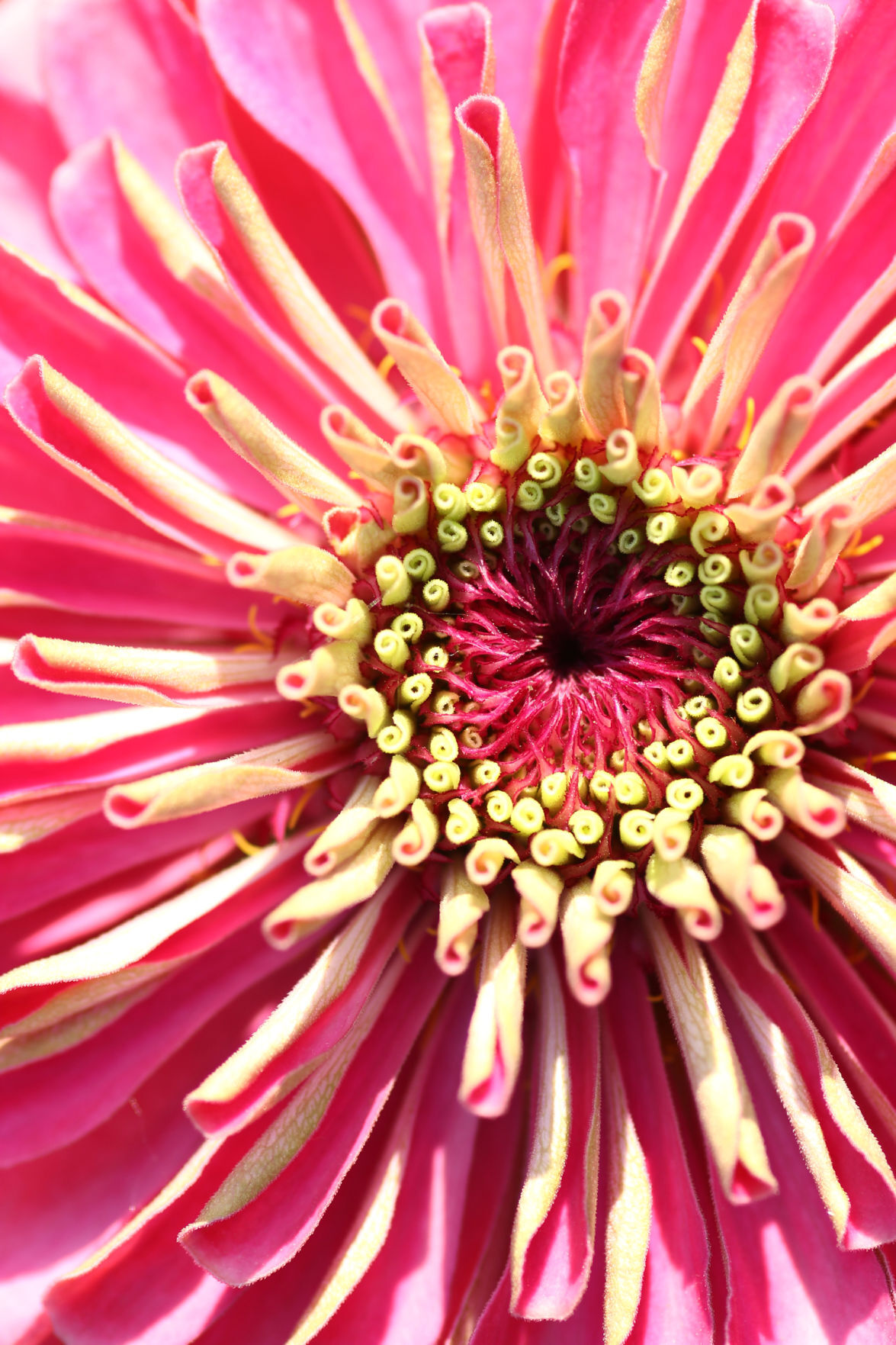 Zinnia